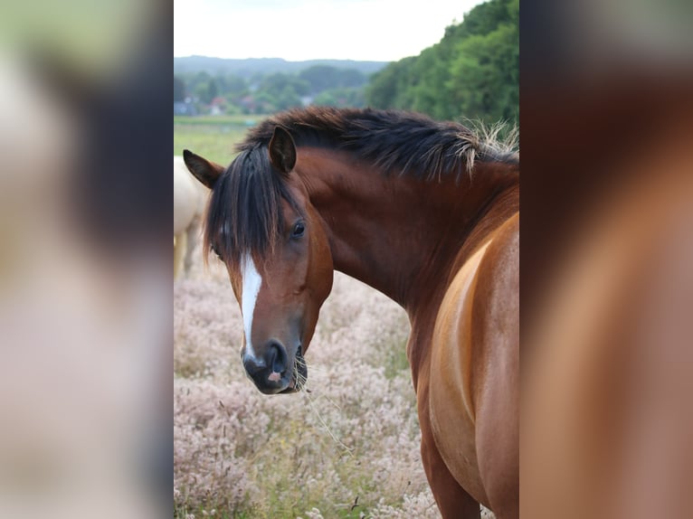 Deutsches Reitpony Stute 5 Jahre 151 cm Brauner in Garlstorf