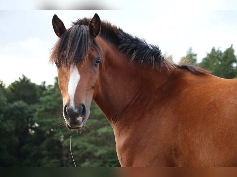 Deutsches Reitpony Stute 5 Jahre 151 cm Brauner in Garlstorf