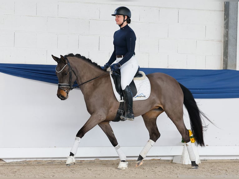 Deutsches Reitpony Stute 5 Jahre 151 cm Dunkelbrauner in Marsberg