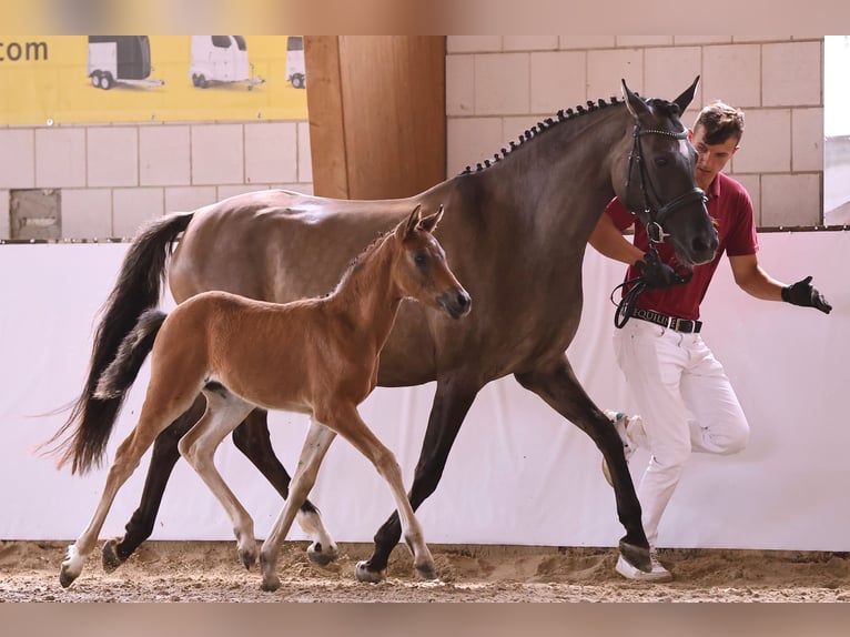 Deutsches Reitpony Stute 5 Jahre 152 cm in Kloster Lehnin