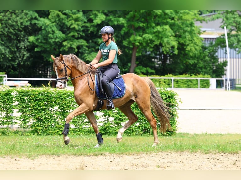 Deutsches Reitpony Stute 5 Jahre 152 cm Fuchs in Moritzburg