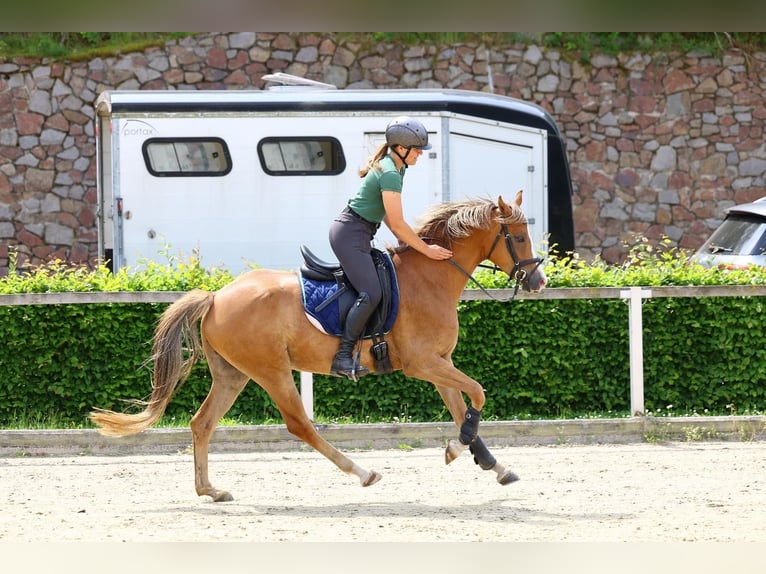 Deutsches Reitpony Stute 5 Jahre 152 cm Fuchs in Moritzburg