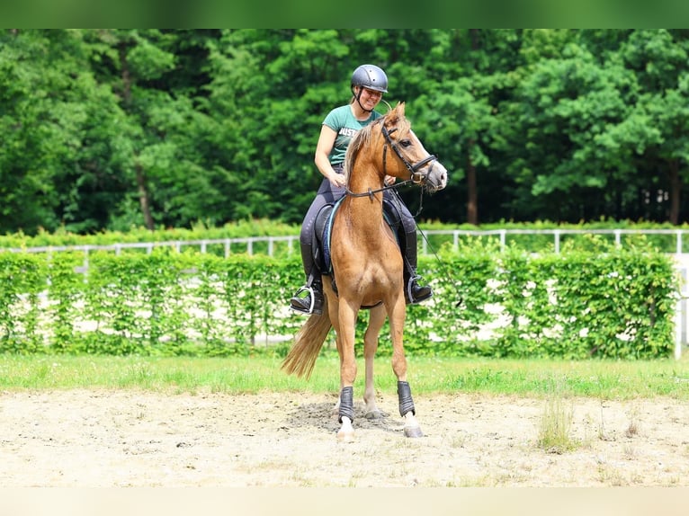 Deutsches Reitpony Stute 5 Jahre 152 cm Fuchs in Moritzburg