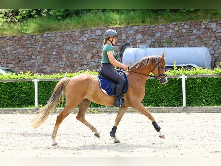Deutsches Reitpony Stute 5 Jahre 152 cm Fuchs in Moritzburg