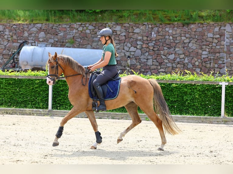 Deutsches Reitpony Stute 5 Jahre 152 cm Fuchs in Moritzburg