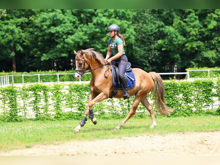 Deutsches Reitpony Stute 5 Jahre 152 cm Fuchs in Moritzburg