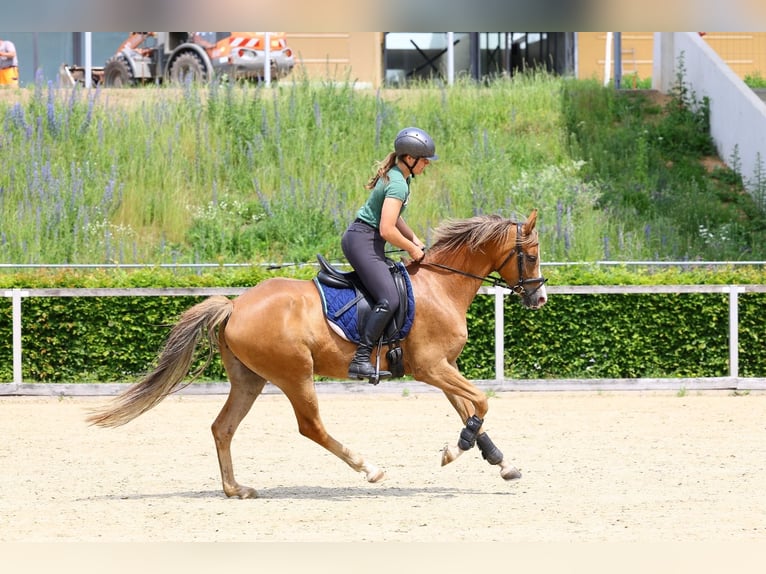 Deutsches Reitpony Stute 5 Jahre 152 cm Fuchs in Moritzburg