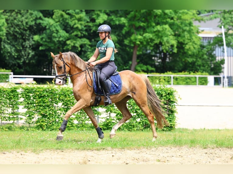 Deutsches Reitpony Stute 5 Jahre 152 cm Fuchs in Moritzburg