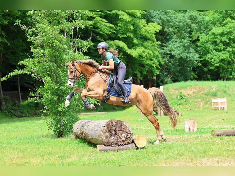 Deutsches Reitpony Stute 5 Jahre 152 cm Fuchs in Moritzburg