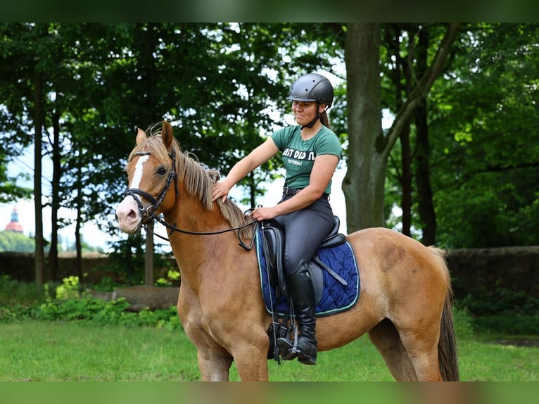 Deutsches Reitpony Stute 5 Jahre 152 cm Fuchs in Moritzburg