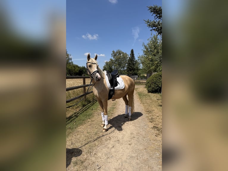 Deutsches Reitpony Stute 5 Jahre 152 cm Palomino in Ennepetal