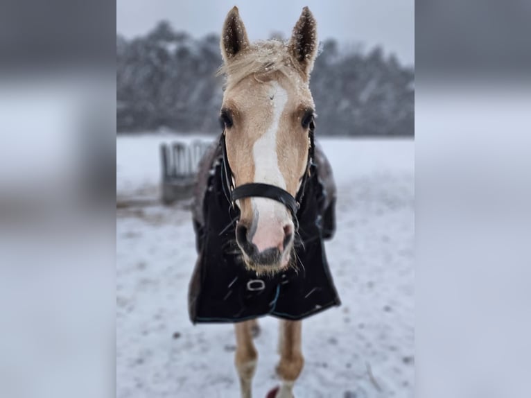 Deutsches Reitpony Stute 5 Jahre 152 cm Palomino in Stolpe