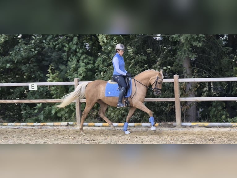 Deutsches Reitpony Stute 5 Jahre 152 cm Palomino in Uslar/F&#xFC;rstenhagen