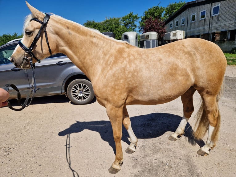 Deutsches Reitpony Mix Stute 5 Jahre 152 cm Palomino in Blekendorf