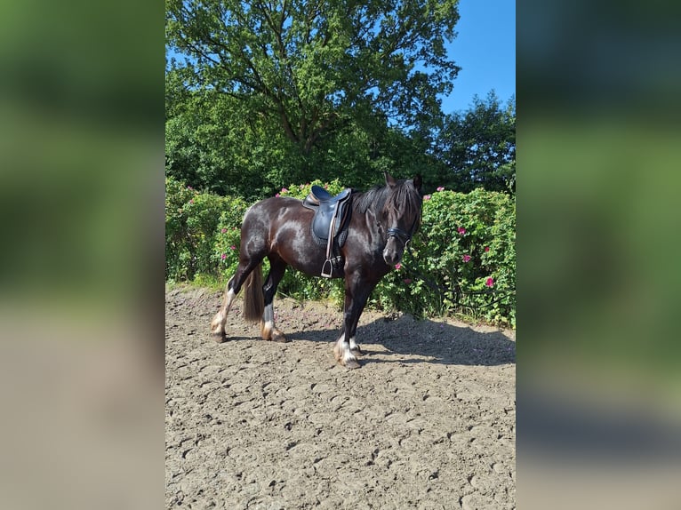 Deutsches Reitpony Mix Stute 5 Jahre 152 cm Schecke in Tornesch