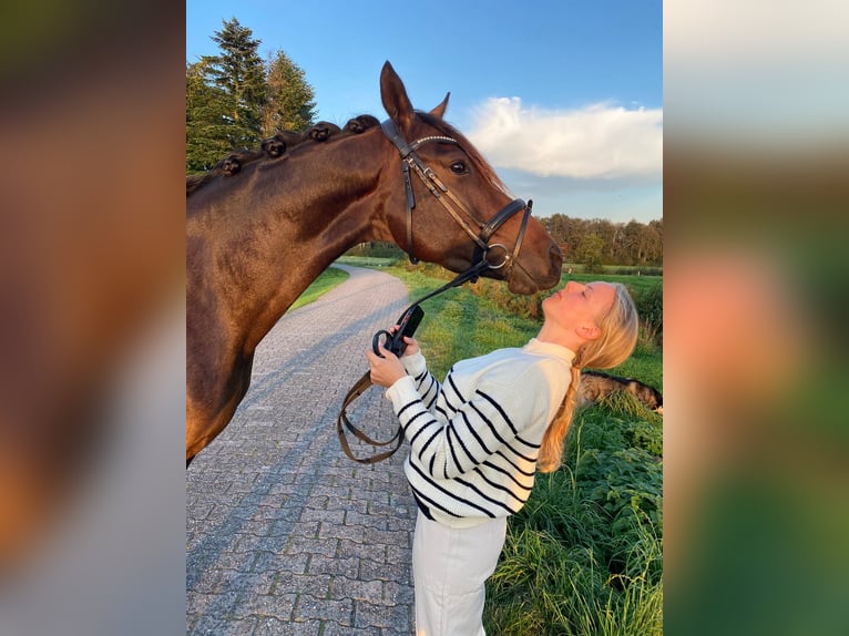 Deutsches Reitpony Stute 5 Jahre 153 cm Dunkelbrauner in Großheide