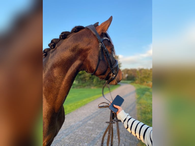 Deutsches Reitpony Stute 5 Jahre 153 cm Dunkelbrauner in Großheide