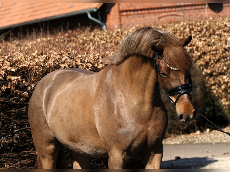 Deutsches Reitpony Stute 5 Jahre 153 cm Dunkelfuchs in Rehburg-Loccum Münchehagen