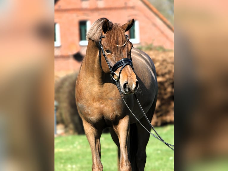 Deutsches Reitpony Stute 5 Jahre 153 cm Dunkelfuchs in Rehburg-Loccum Münchehagen