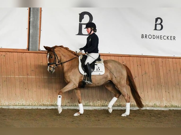 Deutsches Reitpony Stute 5 Jahre 153 cm Fuchs in Riedstadt