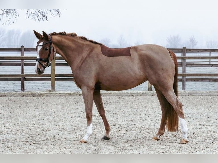 Deutsches Reitpony Stute 5 Jahre 153 cm Fuchs in Riedstadt