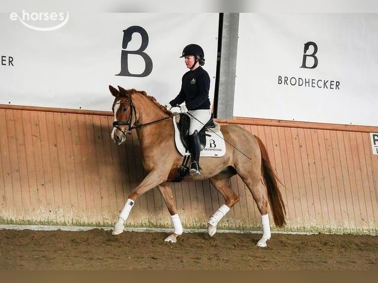 Deutsches Reitpony Stute 5 Jahre 153 cm Fuchs in Riedstadt