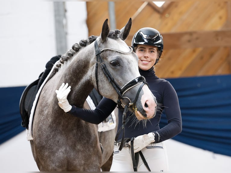 Deutsches Reitpony Stute 5 Jahre 153 cm Schimmel in Marsberg