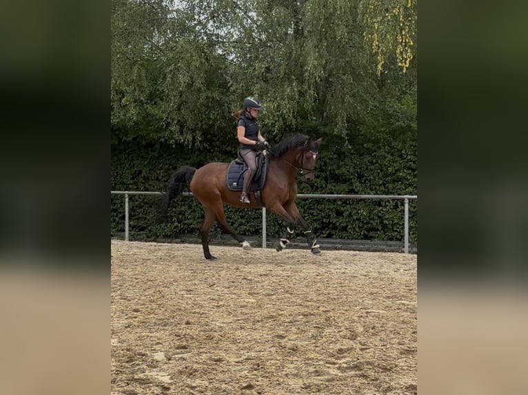 Deutsches Reitpony Stute 5 Jahre 154 cm Brauner in Hilders
