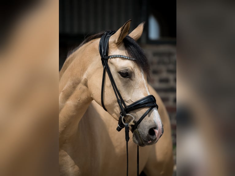 Deutsches Reitpony Stute 5 Jahre 154 cm Falbe in Neuss