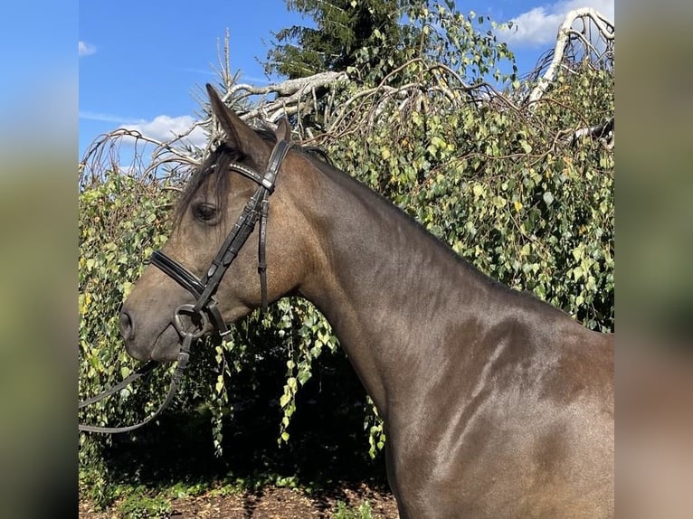 Deutsches Reitpony Stute 5 Jahre 154 cm Falbe in Iggingen