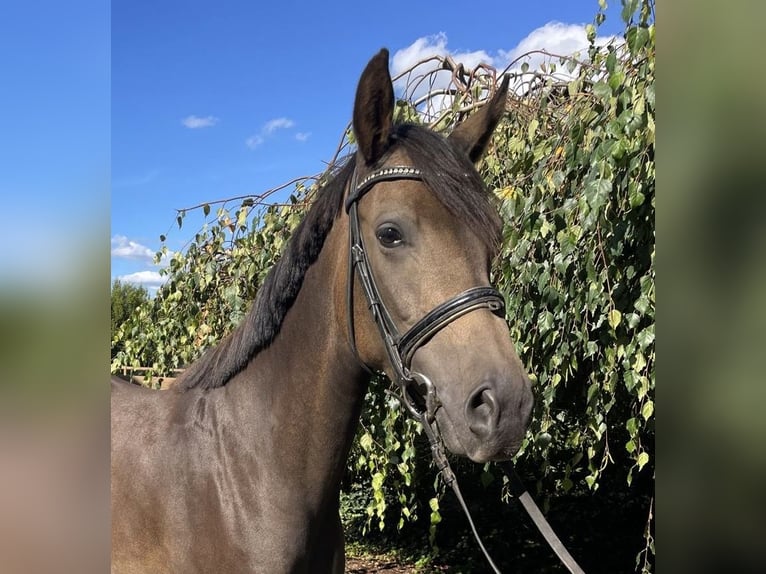 Deutsches Reitpony Stute 5 Jahre 154 cm Falbe in Iggingen