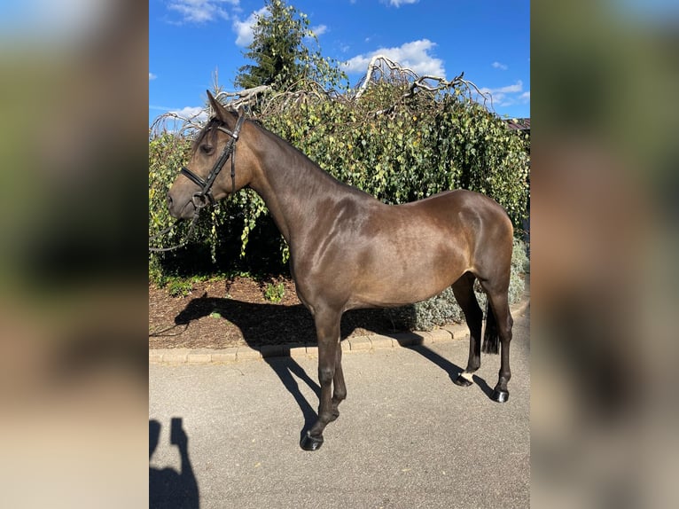 Deutsches Reitpony Stute 5 Jahre 154 cm Falbe in Iggingen