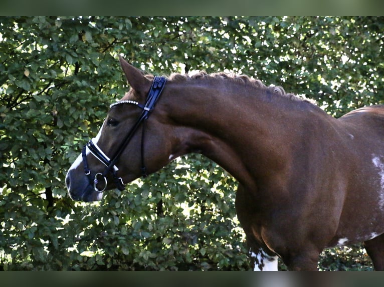 Deutsches Reitpony Stute 5 Jahre 154 cm Fuchs in Recke, bei Osnabrück