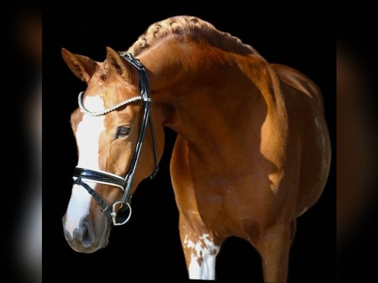 Deutsches Reitpony Stute 5 Jahre 154 cm Fuchs in Recke, bei Osnabrück