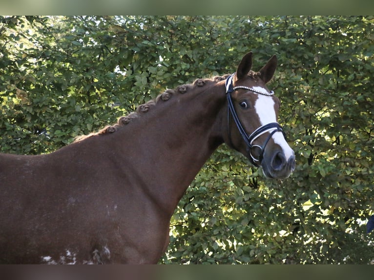 Deutsches Reitpony Stute 5 Jahre 154 cm Fuchs in Recke, bei Osnabrück