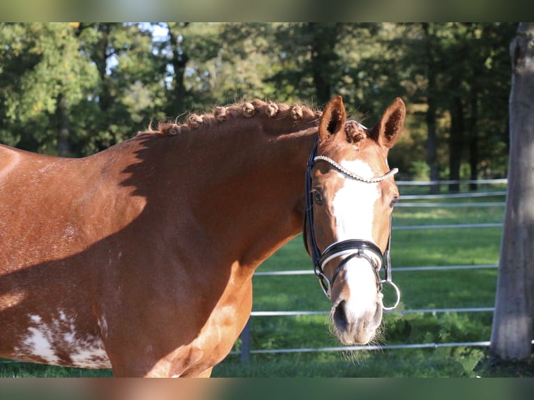 Deutsches Reitpony Stute 5 Jahre 154 cm Fuchs in Recke, bei Osnabrück