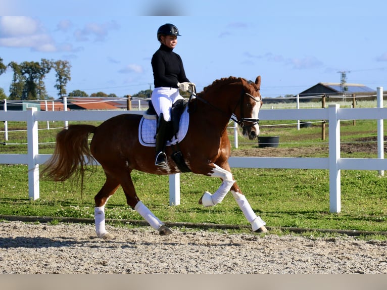 Deutsches Reitpony Stute 5 Jahre 154 cm Fuchs in Recke, bei Osnabrück