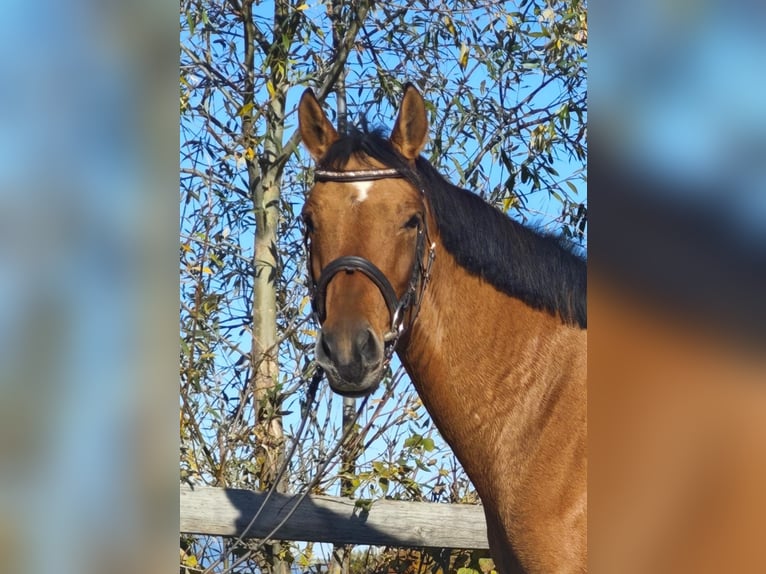 Deutsches Reitpony Stute 5 Jahre 155 cm Falbe in St. Marain b. Graz