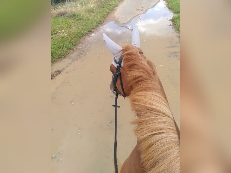 Deutsches Reitpony Stute 5 Jahre 155 cm Fuchs in Bingen am Rhein