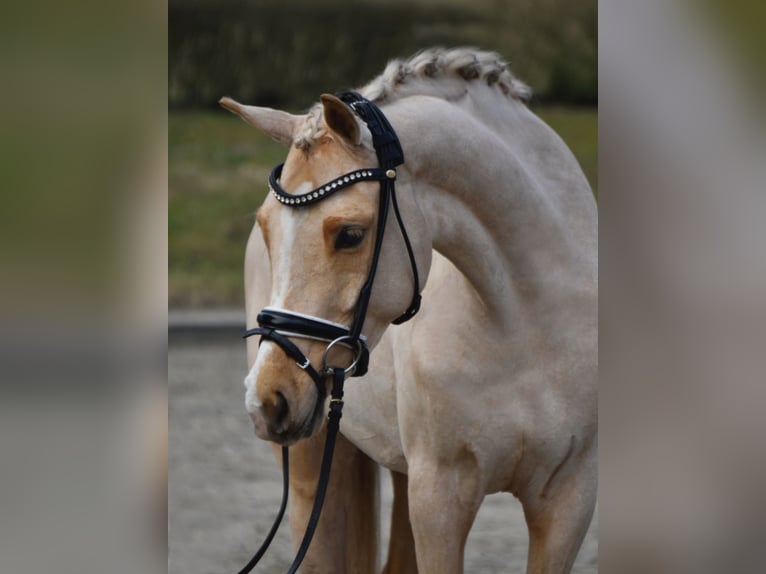 Deutsches Reitpony Stute 5 Jahre 155 cm Palomino in Fürstenau