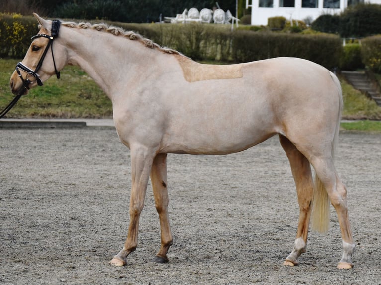 Deutsches Reitpony Stute 5 Jahre 155 cm Palomino in Fürstenau