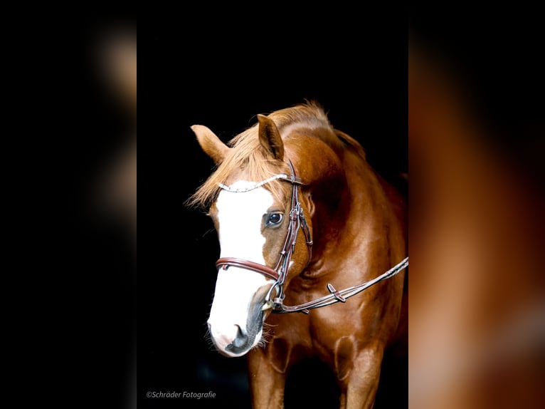 Deutsches Reitpony Stute 5 Jahre 156 cm Fuchs in Wildeshausen