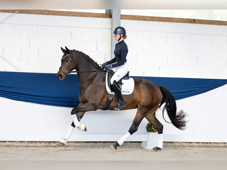 Deutsches Reitpony Stute 5 Jahre 163 cm Dunkelbrauner in Marsberg