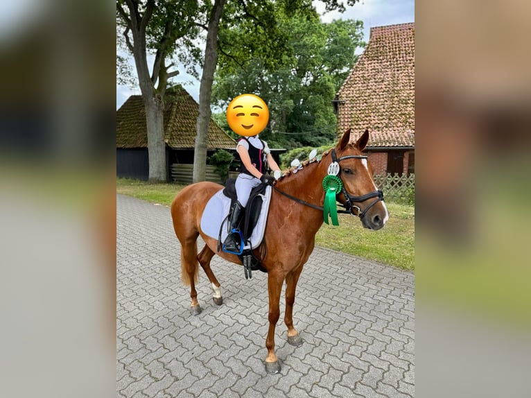 Deutsches Reitpony Mix Stute 5 Jahre Fuchs in Winsen (Aller)
