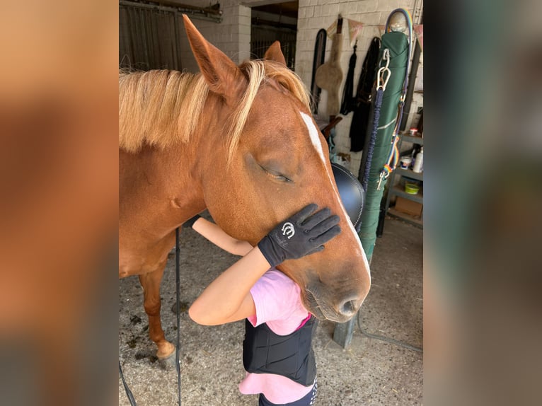 Deutsches Reitpony Mix Stute 5 Jahre Fuchs in Winsen (Aller)