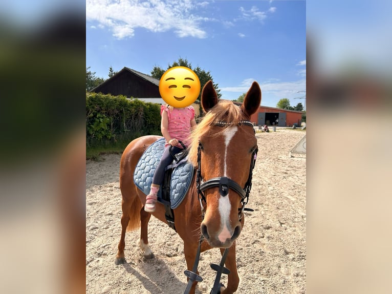 Deutsches Reitpony Mix Stute 5 Jahre Fuchs in Winsen (Aller)