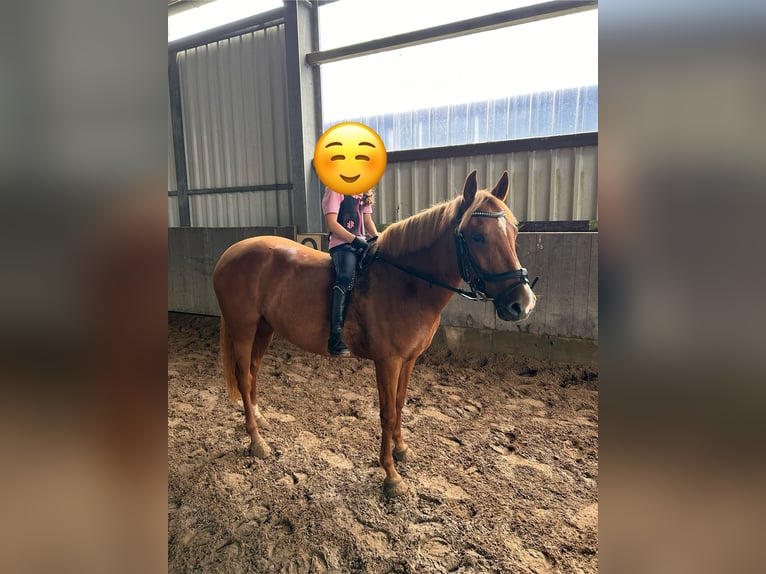 Deutsches Reitpony Mix Stute 5 Jahre Fuchs in Winsen (Aller)