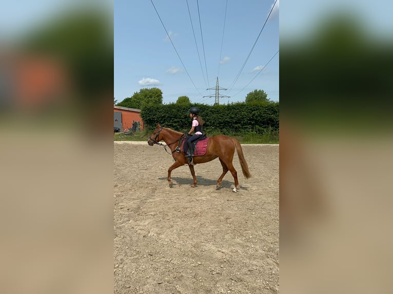Deutsches Reitpony Mix Stute 5 Jahre Fuchs in Winsen (Aller)