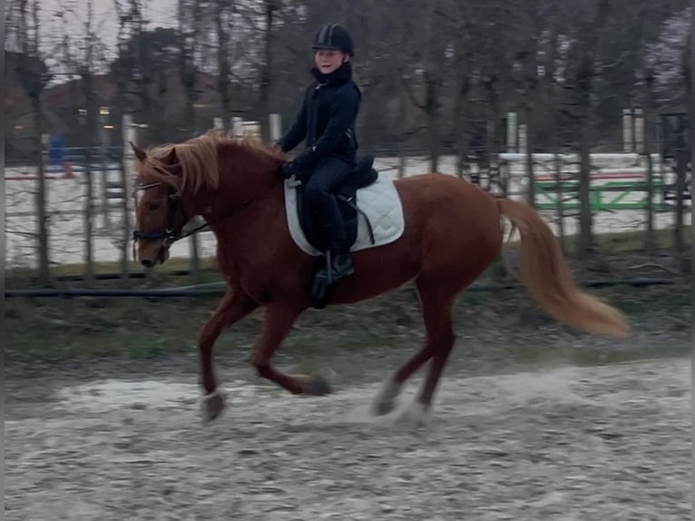 Deutsches Reitpony Mix Stute 5 Jahre Fuchs in Winsen (Aller)