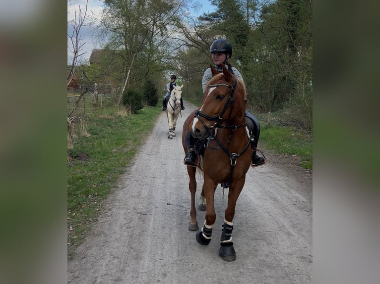 Deutsches Reitpony Mix Stute 5 Jahre Fuchs in Winsen (Aller)